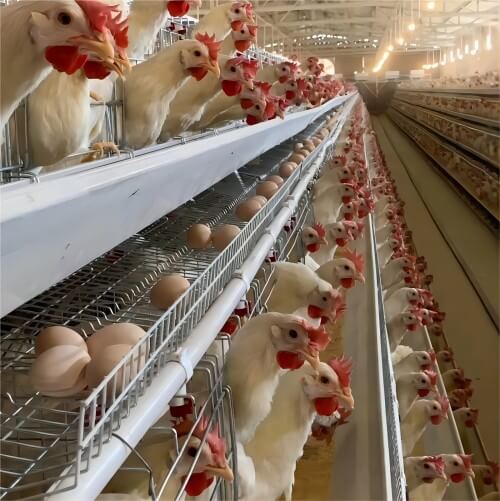 ٹرنکی پولٹری فارمنگ سسٹمز: انکیوبیشن، انڈہ گریڈنگ، کیج ریئرنگ اور تعمیر