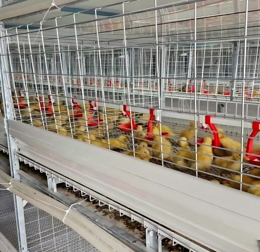 ٹرنکی پولٹری فارمنگ سسٹمز: انکیوبیشن، انڈہ گریڈنگ، کیج ریئرنگ اور تعمیر