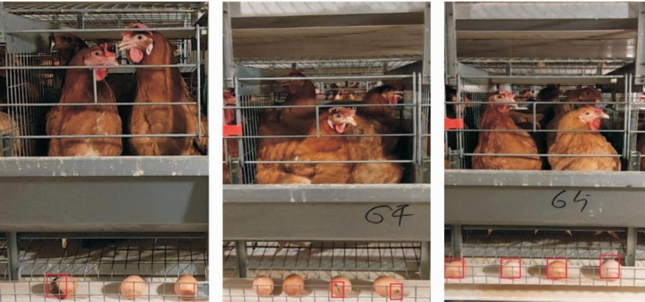 اپنی ضروریات کے مطابق پولٹری اور مویشیوں کے حل دریافت کریں — تیز رفتار اور بغیر کسی جھنجھٹ کے