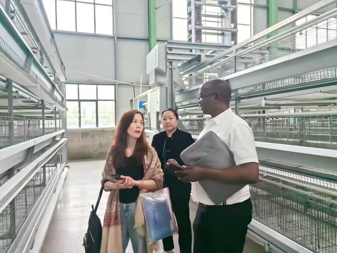 ٹرنکی پولٹری فارمنگ سسٹمز: انکیوبیشن، انڈہ گریڈنگ، کیج ریئرنگ اور تعمیر