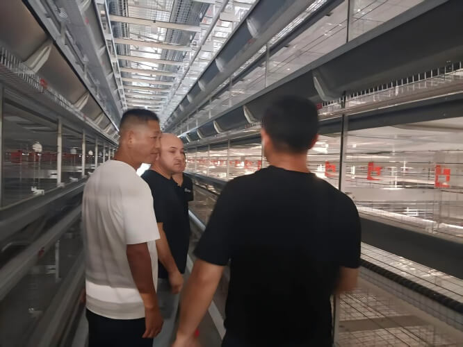 ٹرنکی پولٹری فارمنگ سسٹمز: انکیوبیشن، انڈہ گریڈنگ، کیج ریئرنگ اور تعمیر