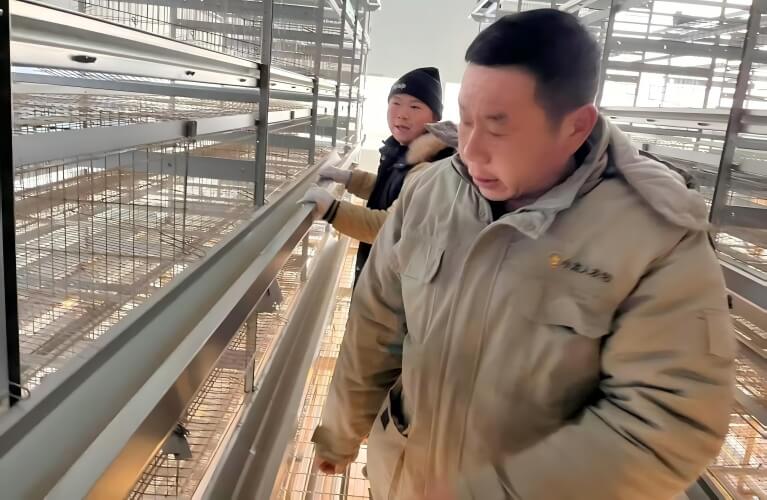 ٹرنکی پولٹری فارمنگ سسٹمز: انکیوبیشن، انڈہ گریڈنگ، کیج ریئرنگ اور تعمیر