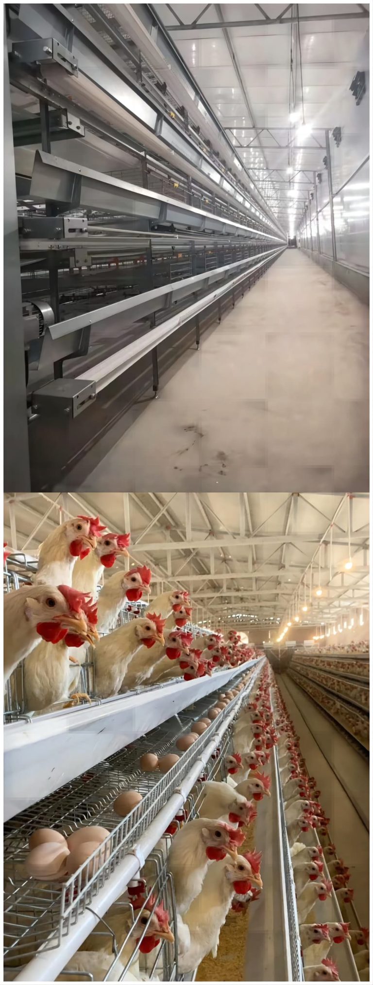 Constructing Automated Chicken Farms and Poultry Rearing Facilities: You need to build an automated chicken farm and poultry rearing facility, and factories in China can manufacture and install intelligent livestock and poultry farming equipment for you.