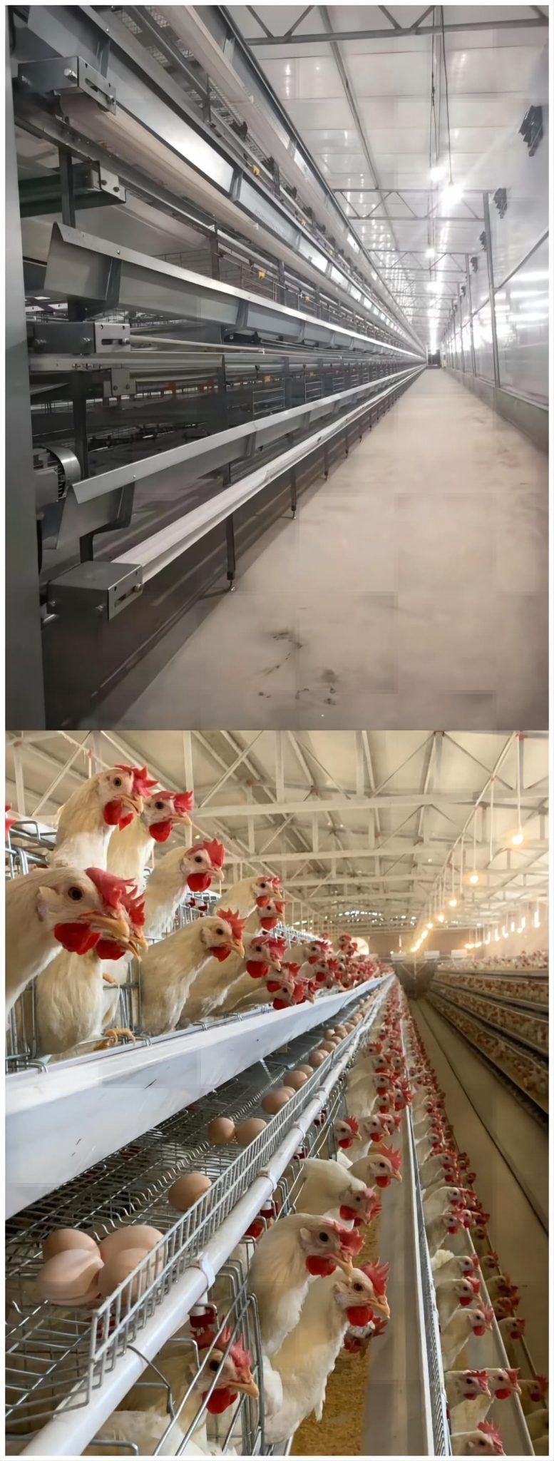 خودکار فیڈنگ، انڈہ کلیکشن، صفائی اور پانی کے نظام