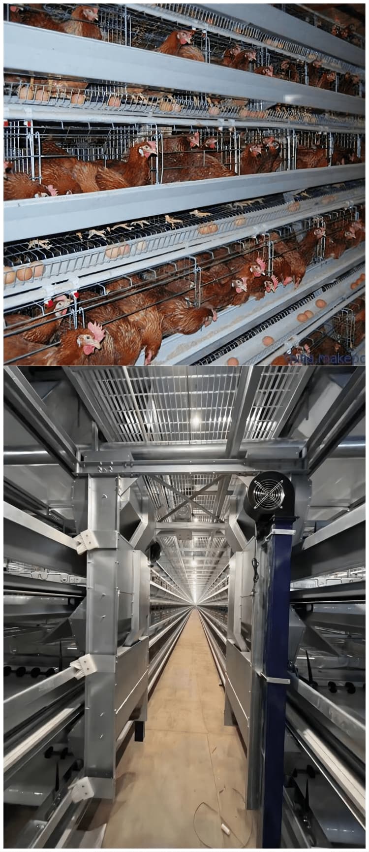 لیئرز اور بروائلرز کے لیے ذہین کیسکیڈ پولٹری کیج سسٹمز