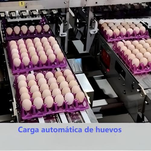 عالمی انڈہ گریڈنگ مشینیں پولٹری فارموں کے لیے – چین سے براہِ راست فیکٹری