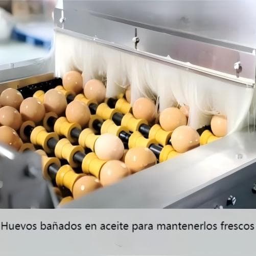 Global Egg Grading Machines for Poultry Farms — Direct Supply from Chinese Manufacturers