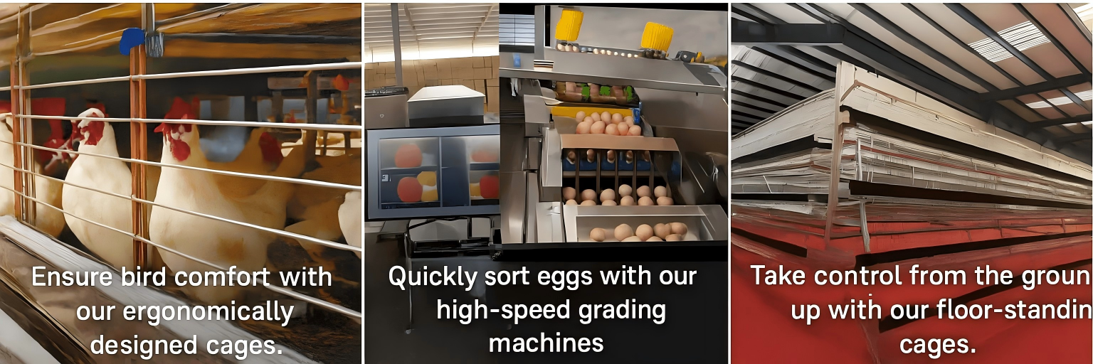 خودکار چکن فارم اور پرورش فارم کی تعمیر آپ کو خودکار چکن فارم اور مرغی فارم کی تعمیر کی ضرورت ہے۔ چینی فیکٹریاں آپ کے لیے ذہین مویشی اور پولٹری پرورش کا سامان تیار اور نصب کرتی ہیں۔