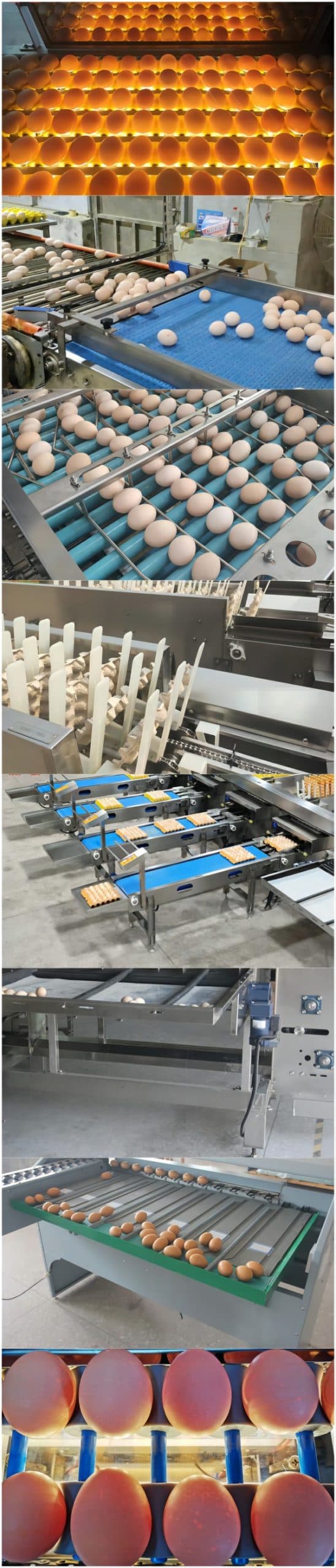 Global Egg Grading Machines for Poultry Farms — Direct Supply from Chinese Manufacturers