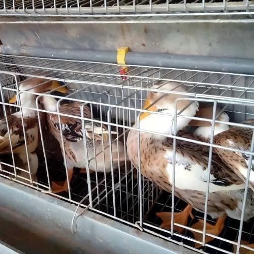 خودکار پولٹری فارمنگ حل | انٹیگریٹڈ انڈہ گریڈنگ اور پیکنگ