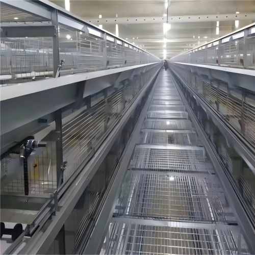 خودکار پولٹری فارمنگ حل | انٹیگریٹڈ انڈہ گریڈنگ اور پیکنگ