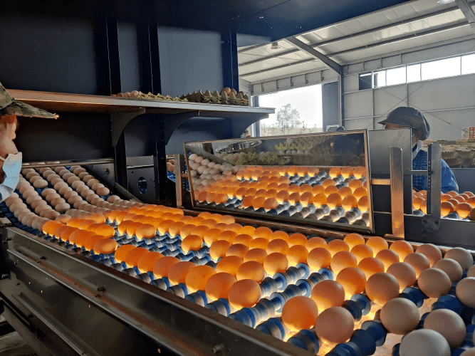 ۲ منٹ میں انڈہ گریڈر کی قیمت حاصل کریں