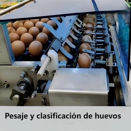 ۲ منٹ میں انڈہ گریڈر کی قیمت حاصل کریں