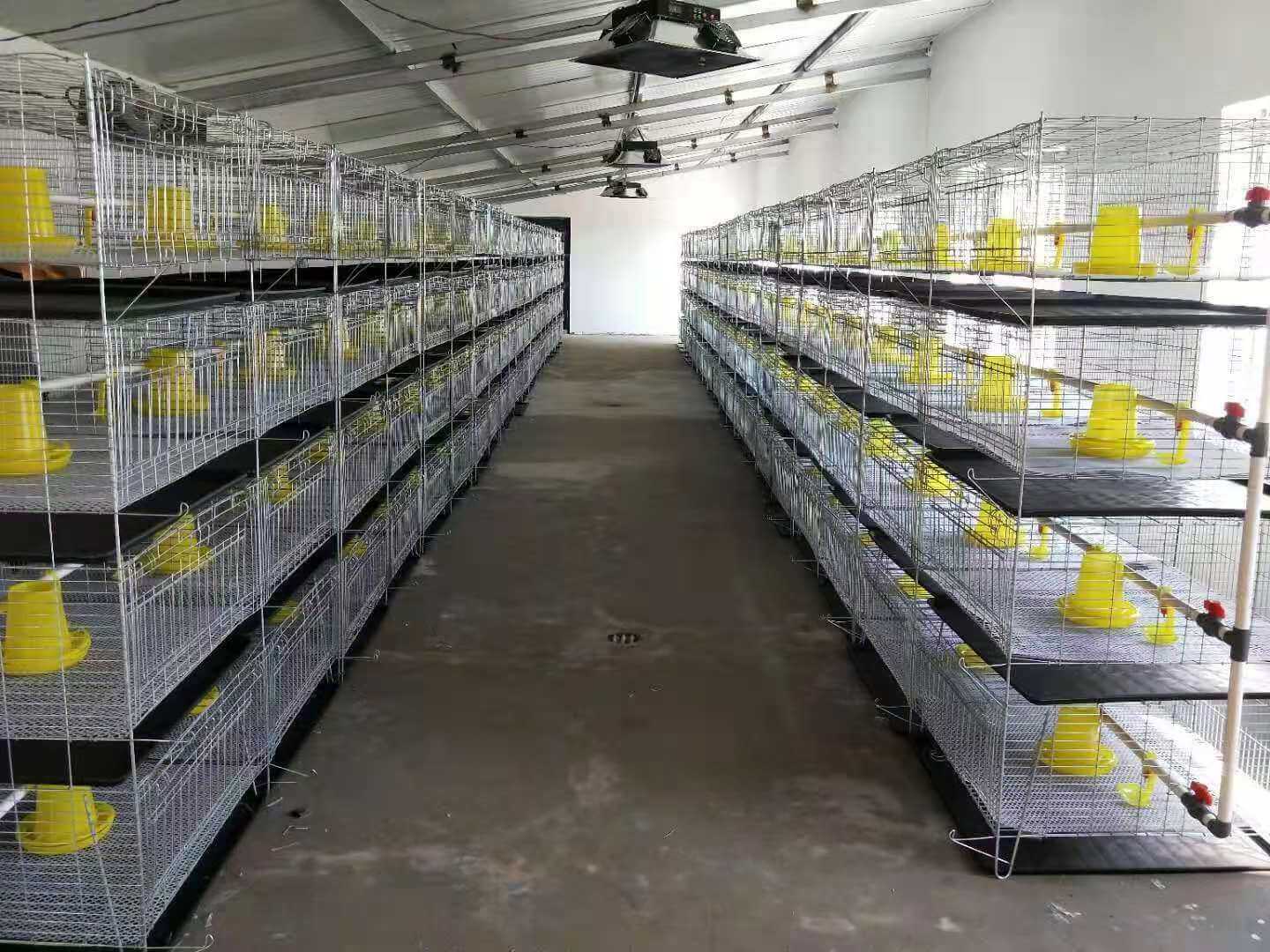 Buy Intelligent Automatic Poultry Cage Systems for Sale