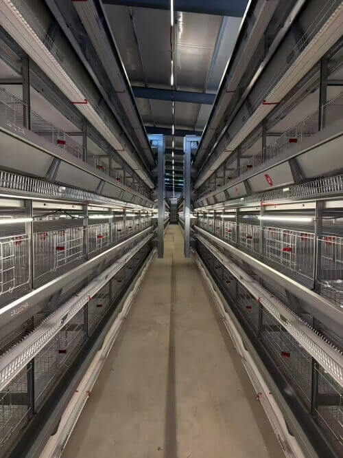 Automatic Poultry Farm Solutions | Integrated Egg Grading and Packing