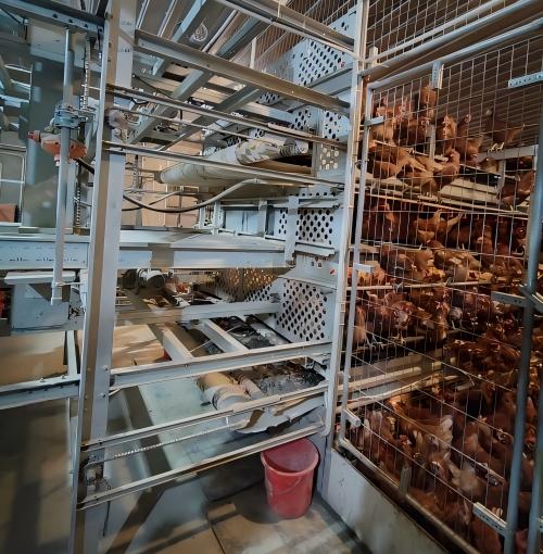 Factory-direct European layer poultry equipment and poultry equipment that complies with EU export standards provide full support for egg-layer farms and poultry equipment trading companies worldwide, from project design to installation, commissioning, and long-term after-sales service.