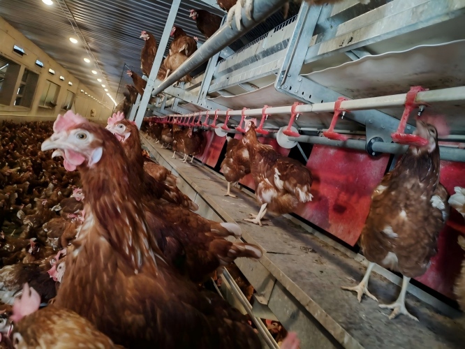 By integrating combined automatic poultry cages, smart poultry equipment, environmental control rooms, egg collection systems, and automatic ventilation, manure removal, and feeding systems, we provide turnkey solutions for welfare egg production and animal-friendly egg production projects.