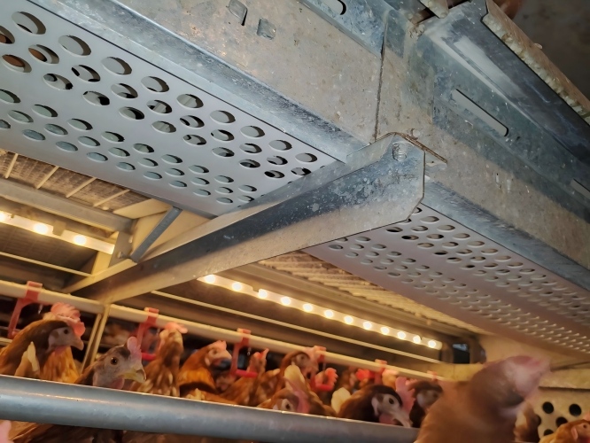 In compliance with EU egg-laying poultry standards and animal welfare regulations, it supports the full upgrade of cage systems, free-range systems, floor systems, and open-system egg production processes to meet the procurement requirements of major retail and brand customers in Europe and the Americas.