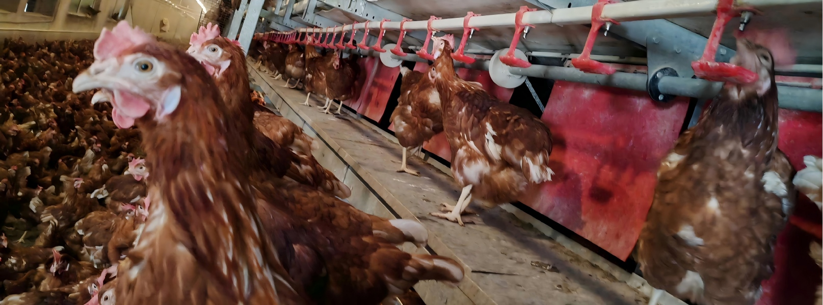 In compliance with EU egg-laying poultry standards and animal welfare regulations, it supports the full upgrade of cage systems, free-range systems, floor systems, and open-system egg production processes to meet the procurement requirements of major retail and brand customers in Europe and the Americas.